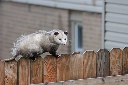 Professional Pest Control